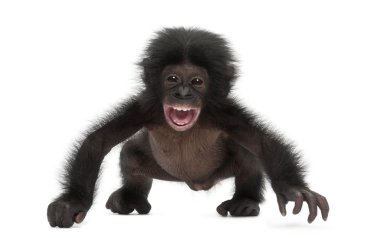 Bebek bonobo, pan paniscus, 4 ay yaşlı, beyaz b karşı yürüyüş