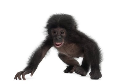 Bebek bonobo, pan paniscus, 4 ay yaşlı, beyaz b karşı yürüyüş