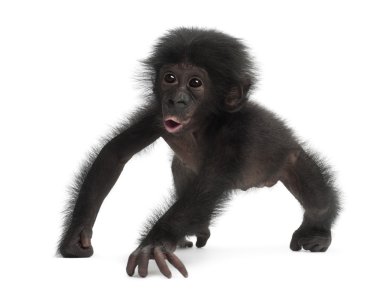 Bebek bonobo, pan paniscus, 4 ay yaşlı, beyaz b karşı yürüyüş