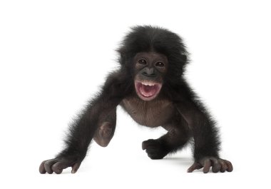 Bebek bonobo, pan paniscus, 4 ay yaşlı, beyaz b karşı yürüyüş