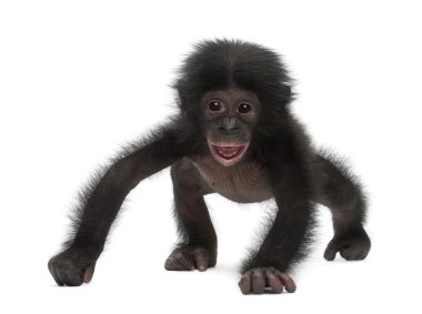 Bebek bonobo, pan paniscus, 4 ay yaşlı, beyaz b karşı yürüyüş