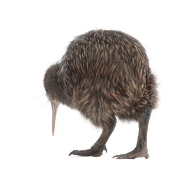 Kuzey Adası kahverengi kivi, apteryx mantelli, 5 ay yaşlı, beyaz arka planı ayakta