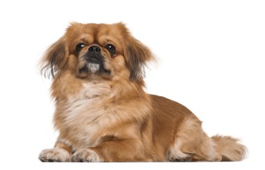 Beyaz arka planı yalan pekingese, 18 aylık