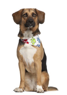 köpek, bir beagle ile daha fazla ırk 2 yaşında, beyaz bir arka plana dayanır giyen boyun atkısı oturan