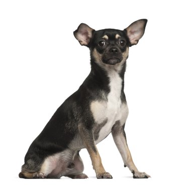 Chihuahua, 9 ay yaşlı, beyaz arka planı oturan