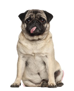 pug, 4 yıl yaşlı, beyaz arka planı oturan