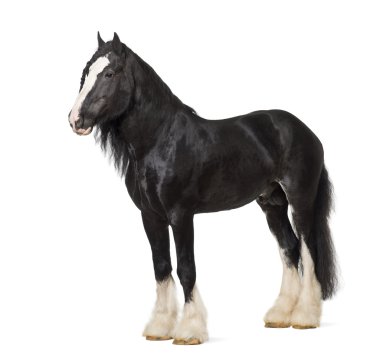 Shire Horse standing against white background