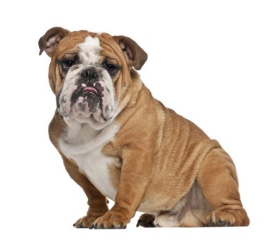 İngilizce bulldog, 10 ay yaşlı, beyaz arka planı oturan