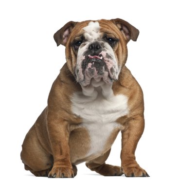 English Bulldog, 10 months old, sitting against white background clipart