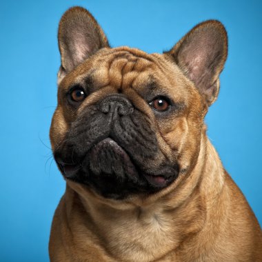 Fransız bulldog yavru köpek, 4 aylık mavi arka planı,