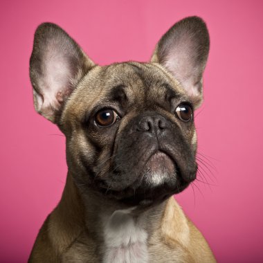 Fransız bulldog yavru köpek, 5 ay eski pembe arka planı