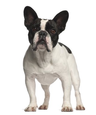 bulldog francés permanente contra el fondo blanco