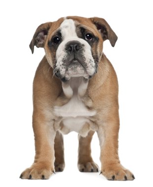 İngilizce bulldog yavru, 2 ve buçuk ay yaşlı, beyaz arka planı ayakta