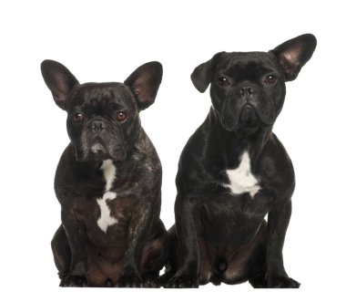 Francés bulldogs sentado contra el fondo blanco