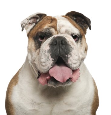 İngilizce bulldog, 6 yaşında bir çocuk, beyaz arka planı