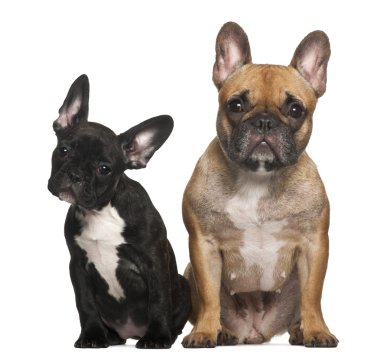 Fransız buldozer oturan beyaz arka planı