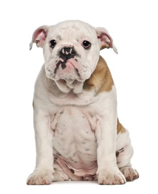 İngilizce bulldog yavru köpek, 4 ay yaşlı, beyaz arka planı oturan