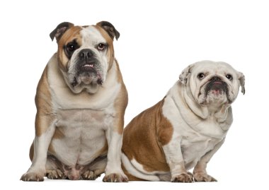 İngilizce bulldogs, 5 yıl yaşlı, beyaz arka planı oturan