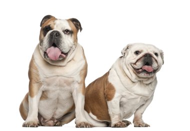 İngilizce bulldogs, 5 yıl yaşlı, beyaz arka planı oturan