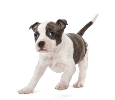 Amerikan staffordshire terrier yavrusu çalışan 6 hafta yaşlı, beyaz arka planı portre