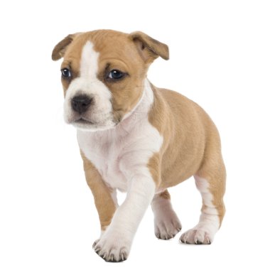 Amerikan staffordshire terrier yavrusu yürüyüş 6 hafta yaşlı, beyaz arka planı portre