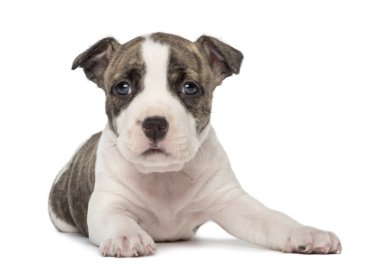 yalan, beyaz arka planı 6 haftalık bir Amerikan staffordshire terrier yavrusu Close-Up