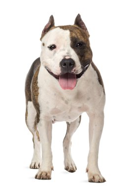 Amerikalı staffordshire korkunç, 3 yıl yaşlı, beyaz arka planı portresi