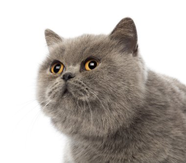 Scottish fold, 3 años de edad, contra el fondo blanco