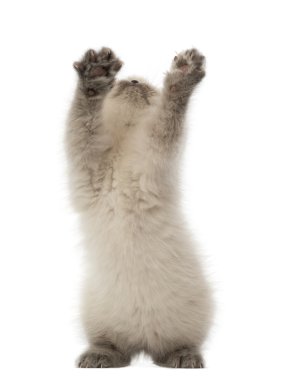 yukarıya bakıp, 9 hafta yaşlı, beyaz arka planı oynamaya Britanya ile ilgili stenografi kedi