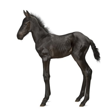 Tay, 1 hafta yaşlı, beyaz arka planı ayakta