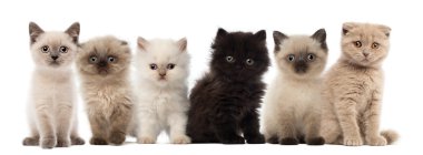 Britanya ile ilgili stenografi, Britanya longhair kediler beyaz arka planı oturma grubu