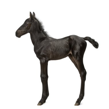 Tay, 1 hafta yaşlı, beyaz arka planı ayakta