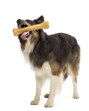 ayakta ve beyaz arka plan kemik çiğneme kenar kömür ocağı