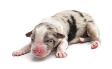 Avustralyalı çoban köpek yavrusu, 1 gün eski, beyaz arka planı yalan