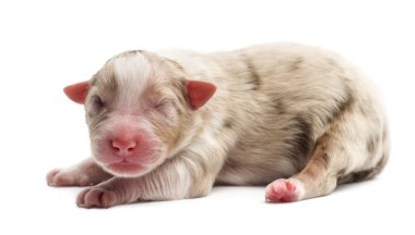Avustralyalı çoban köpek yavrusu, 1 gün eski, beyaz arka planı yalan