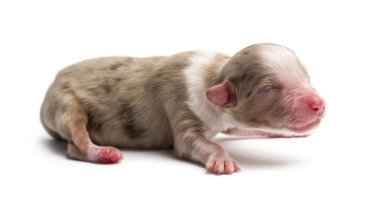Avustralyalı çoban köpek yavrusu, 1 gün eski, beyaz arka planı yalan