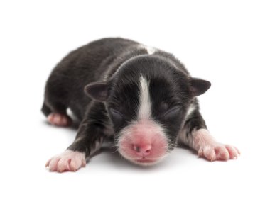 Avustralyalı çoban köpek yavrusu, 1 gün eski, beyaz arka planı yalan