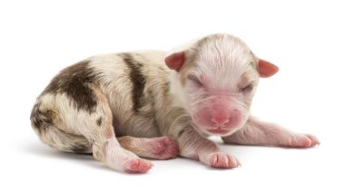 Avustralyalı çoban köpek yavrusu, 1 gün eski, beyaz arka planı yalan