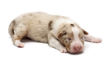 Avustralyalı çoban köpek, 7 gün yaşlı, beyaz arka planı yalan