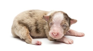 Avustralyalı çoban köpek, 7 gün yaşlı, beyaz arka planı yalan