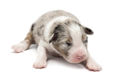 Avustralyalı çoban köpek, 7 gün yaşlı, beyaz arka planı yalan
