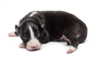 Avustralyalı çoban köpek, 7 gün yaşlı, beyaz arka planı yalan