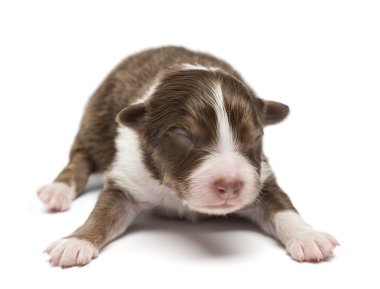 Avustralyalı çoban köpek, 7 gün yaşlı, beyaz arka planı yalan