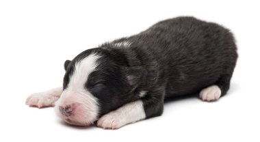 Avustralyalı çoban köpek, 7 gün yaşlı, beyaz arka planı yalan