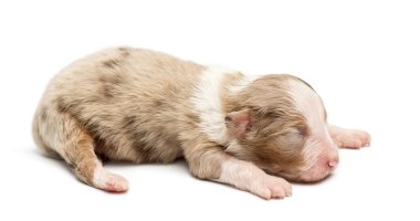 Avustralyalı çoban köpek, 10 günlükken, beyaz arka planı yalan
