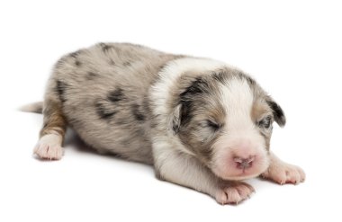Avustralyalı çoban köpek, 10 günlükken, beyaz arka planı yalan