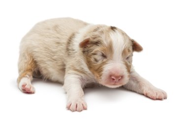 Avustralyalı çoban köpek, 10 günlükken, beyaz arka planı yalan