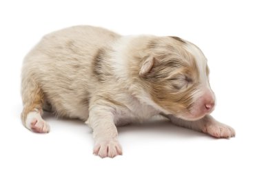 Avustralyalı çoban köpek, 10 günlükken, beyaz arka planı yalan