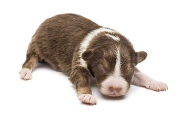 Avustralyalı çoban köpek, 10 günlükken, beyaz arka planı yalan