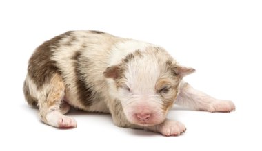 Avustralyalı çoban köpek, 10 günlükken, beyaz arka planı yalan
